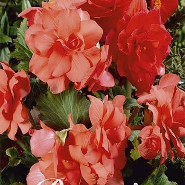 Begonia Double Orange 3-pack